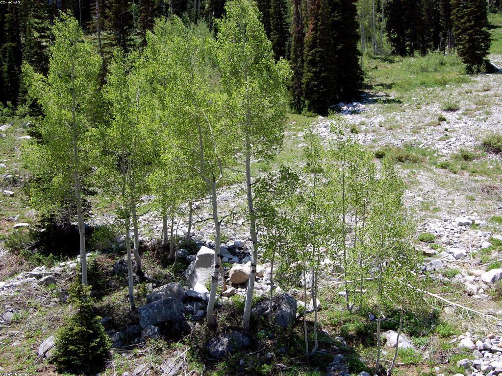 យុទ្ធសាស្ត្រដ៏មានប្រសិទ្ធភាពសម្រាប់ឈ្នះហ្គេម